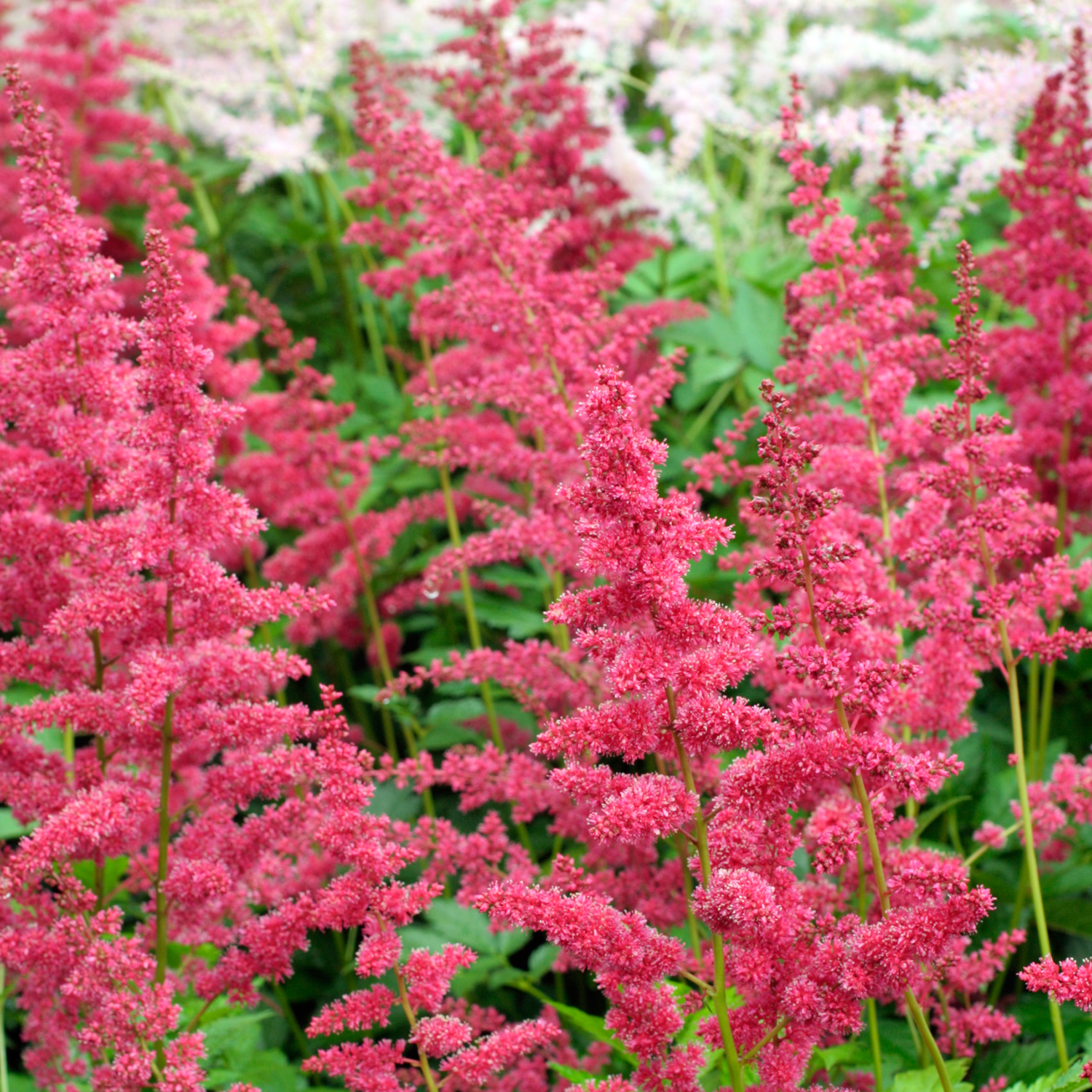 Astilbe japonica 'Bremen'